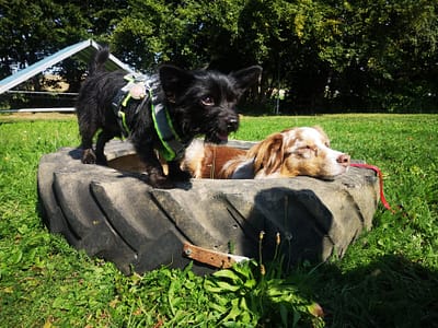 WhatsApp-Bild-2025-04-17-um-23.06.32_33b452c0-1